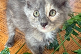 Dilute Tortoiseshell