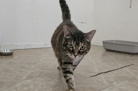 Domestic Short Hair