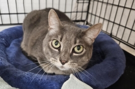 Domestic Short Hair