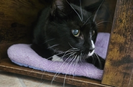 Domestic Short Hair