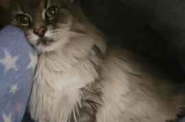 Domestic Long Hair