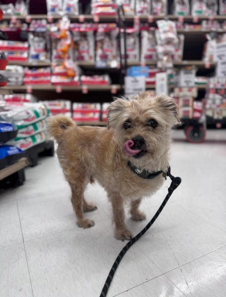 Yorkshire Terrier
