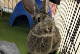 Bunny Rabbit