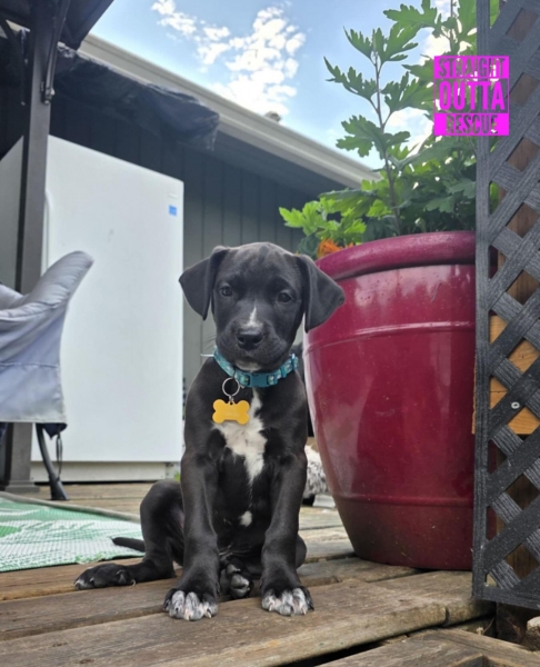Labrador Retriever