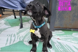 Labrador Retriever