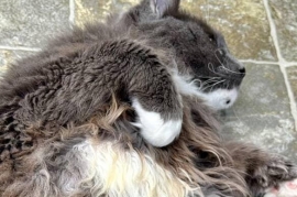 Domestic Long Hair