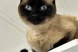 Siamese