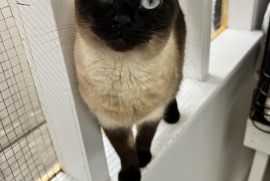 Siamese