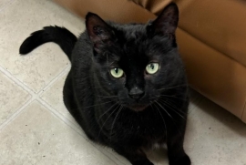 Domestic Short Hair