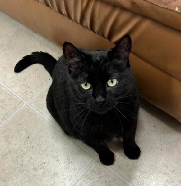 Domestic Short Hair