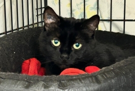 Domestic Short Hair