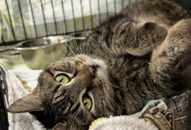 Tabby