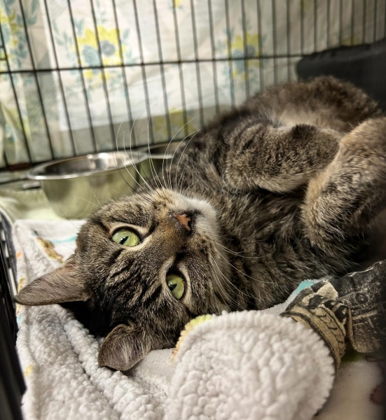 Tabby