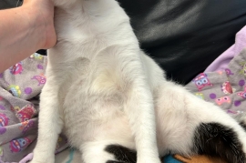 Domestic Short Hair