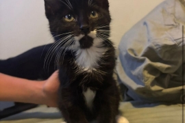 Tuxedo