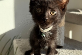 Domestic Short Hair