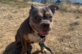 American Bully