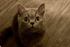 Domestic Short Hair