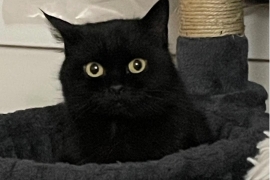 Domestic Short Hair
