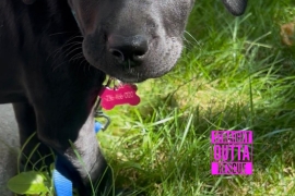 Black Labrador Retriever