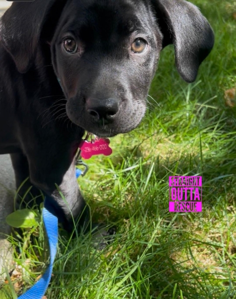 Black Labrador Retriever