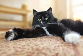 Domestic Medium Hair
