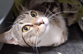 Domestic Short Hair