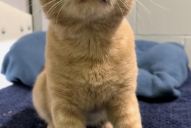 Domestic Short Hair
