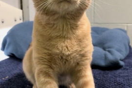 Domestic Short Hair
