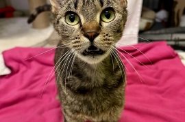 Domestic Short Hair