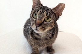 Domestic Short Hair