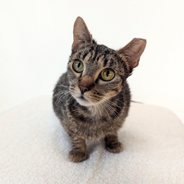 Domestic Short Hair