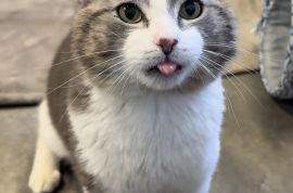 Domestic Short Hair