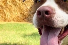 American Staffordshire Terrier