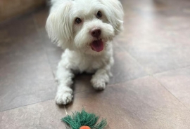 Maltese