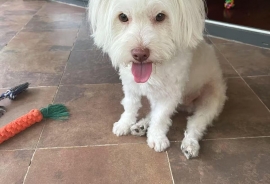 Maltese