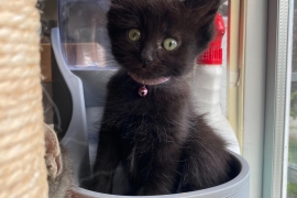 Domestic Short Hair
