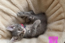 Tabby