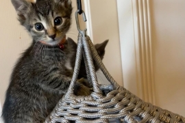 Tabby