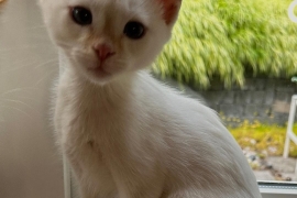 Domestic Short Hair