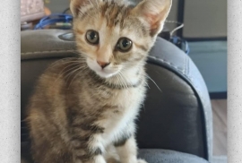 Domestic Short Hair