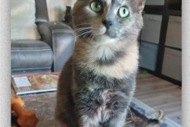 Domestic Short Hair