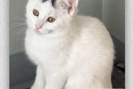 Domestic Short Hair