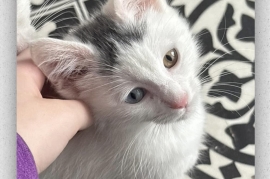Domestic Short Hair