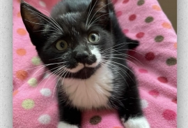 Domestic Short Hair