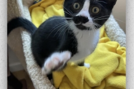 Domestic Short Hair