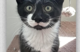 Domestic Short Hair