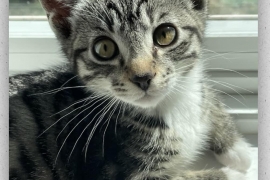 Domestic Short Hair