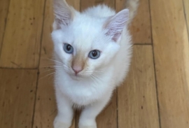 Domestic Short Hair