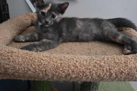 Domestic Short Hair